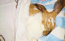 一般社団法人 日本愛玩動物葬祭協会 ペット葬儀 札幌のまず初めにすぐしてあげて欲しいこと