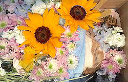 一般社団法人 日本愛玩動物葬祭協会 ペット葬儀 札幌のまず初めにすぐしてあげて欲しいこと